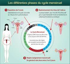 Qu'est-ce que les règles et le cycle menstruel?