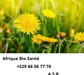 Qu'est-ce que le pissenlit?
