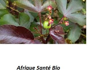 Le Jatropha Rouge ne Guérit Pas le SIDA Le Jatropha ne Fait Pas de Miracle