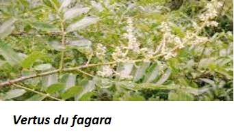 vertus du fagara