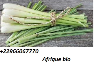LES BIENFAITS ET VERTUS DE LA TISANE DE CITRONNELLE
