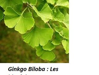 Ginkgo Biloba : Les bienfaits