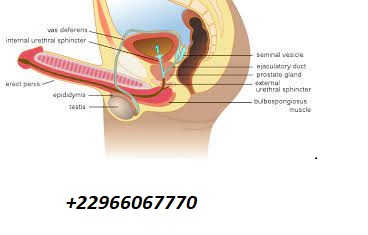Anéjaculation : causes traitements