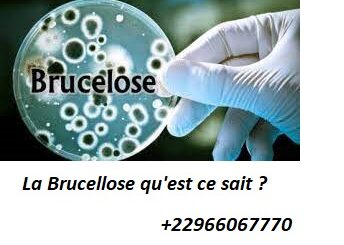 La Brucellose qu'est ce sait ?