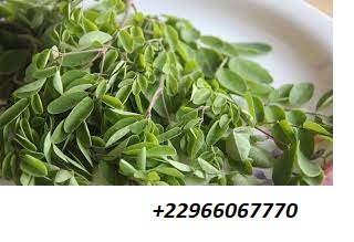 Moringa plante du VIH