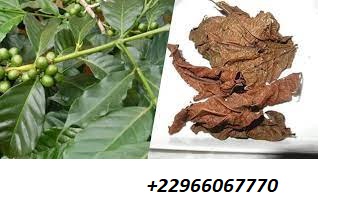 Les bienfaits des feuilles de Djèka