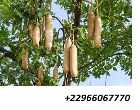 KIGELIA AFRICANA : Bienfaits et Vertus