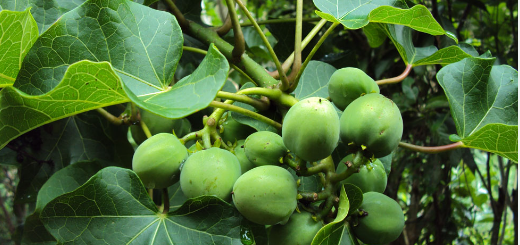 Jatropha Blanc : Bienfaits et Maladies Soignées