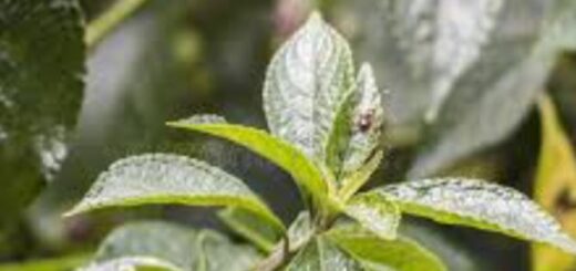 La Verveine Puante : Bienfaits et utilisations