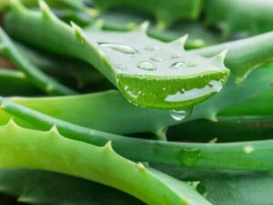 9 bienfaits de l'aloe vera